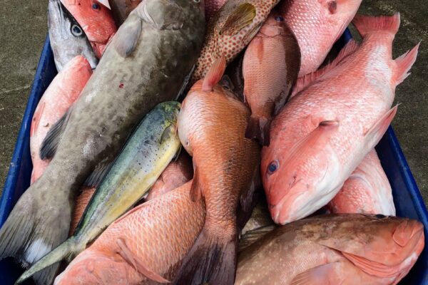 Offshore Guided Trip (Your Boat)